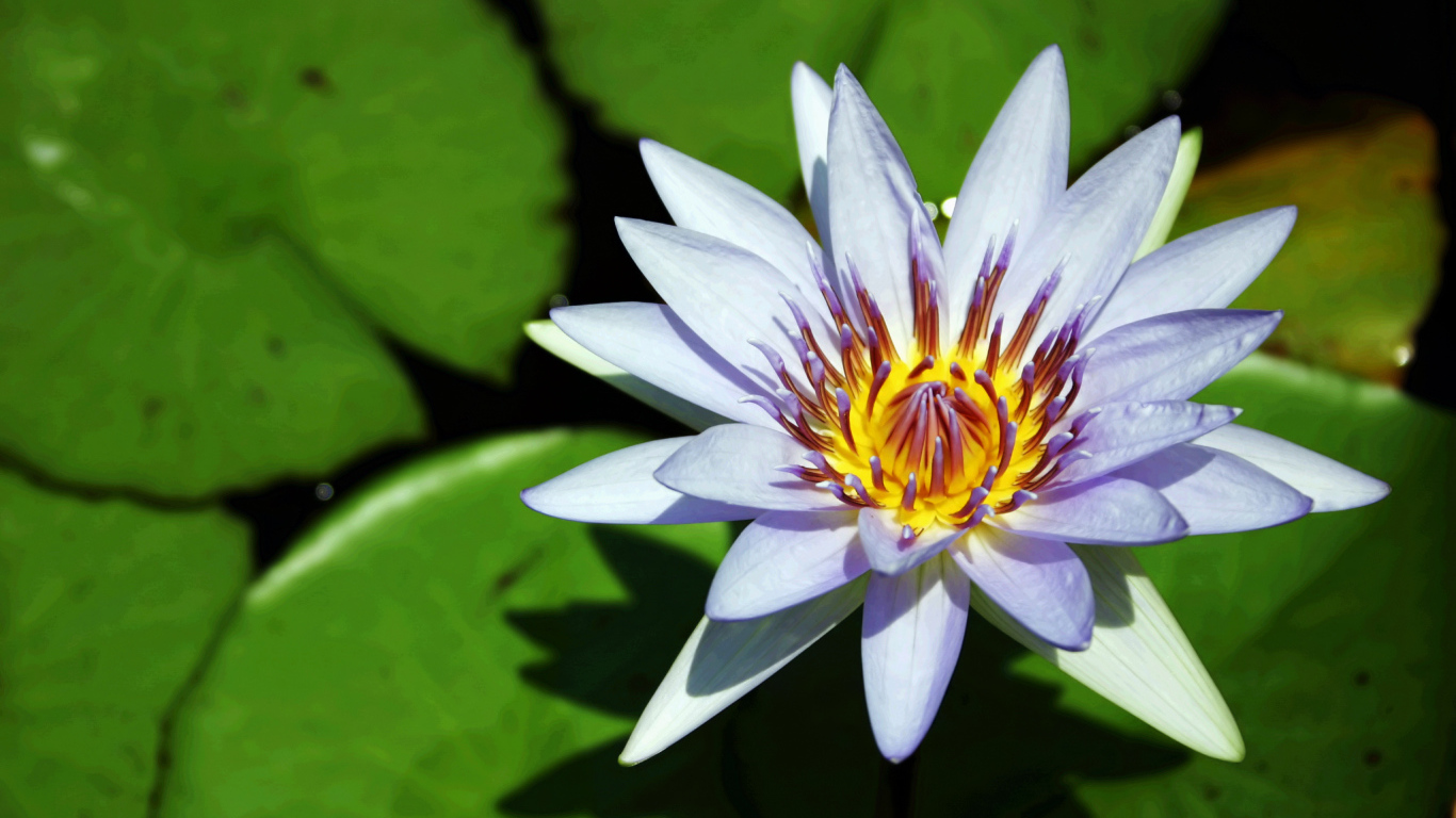 Синяя водяная лилия с зелеными листьями в воде