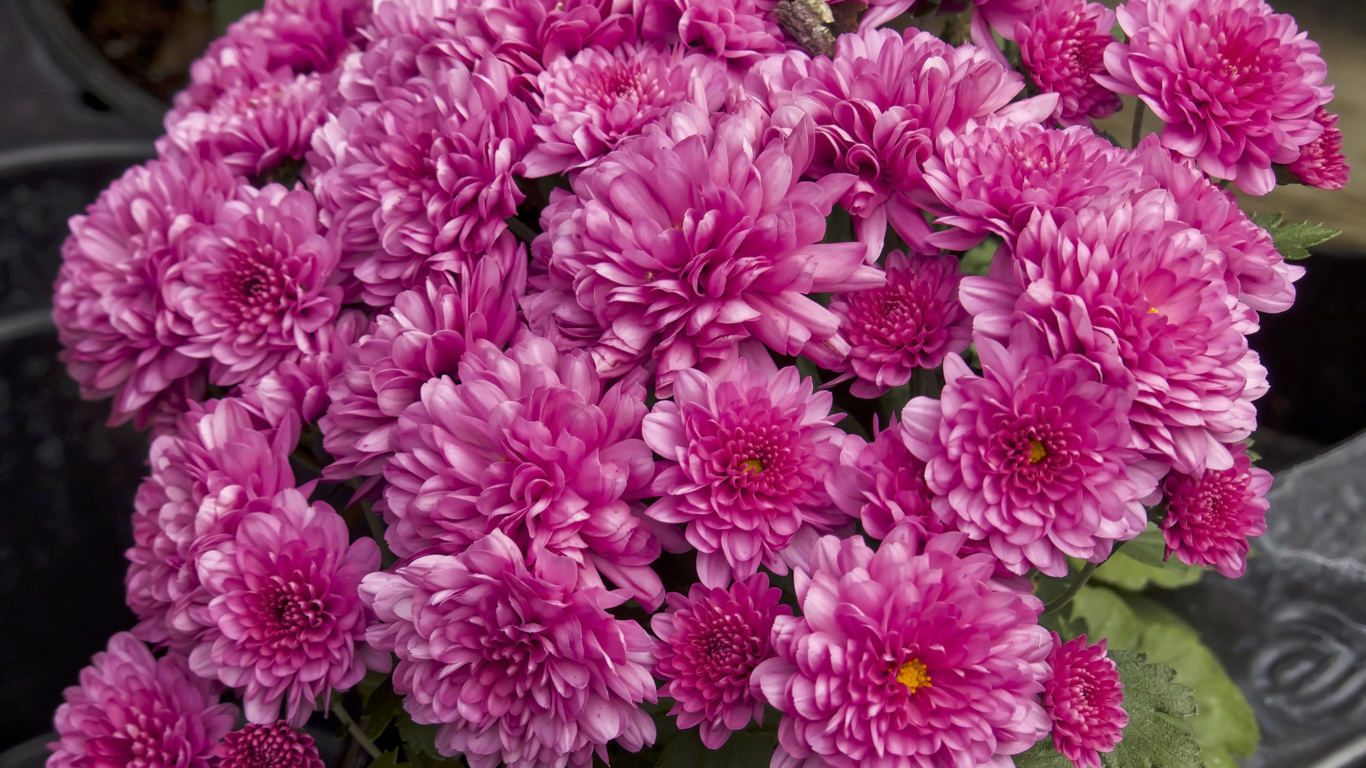 Букет красивых розовых хризантем крупным планом