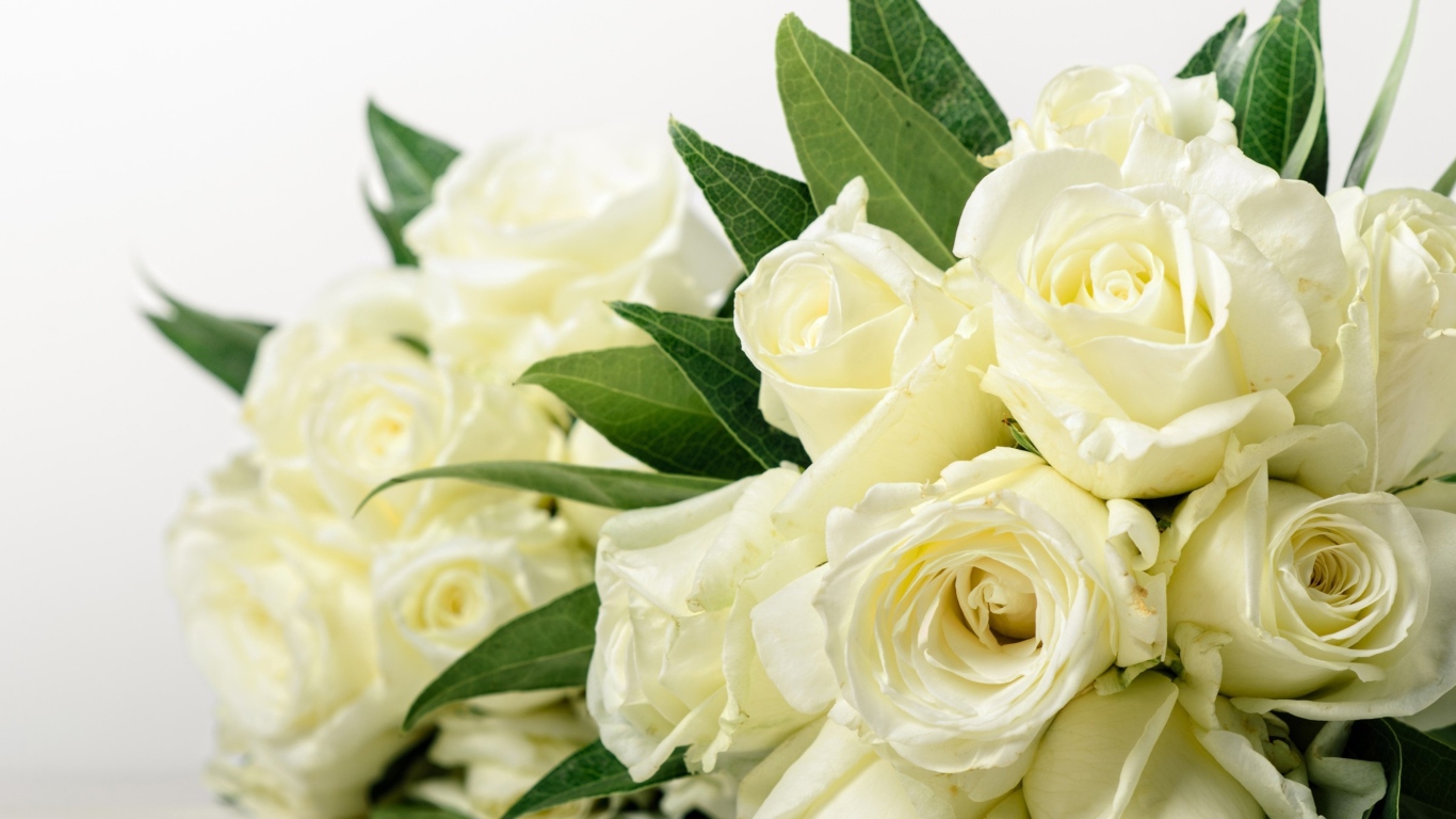 Букет красивых белых роз с зелеными листьями 