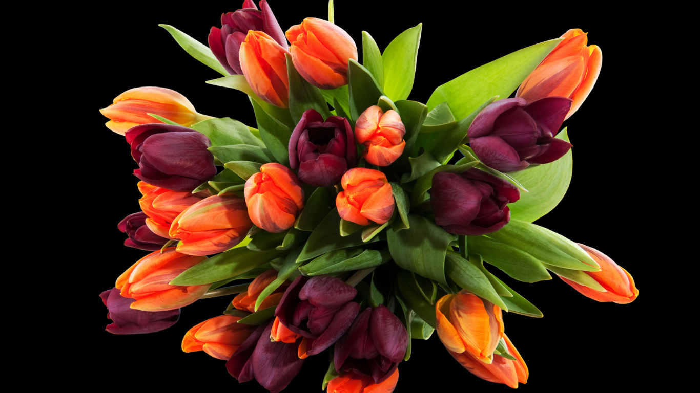 Букет разноцветных тюльпанов на черном фоне