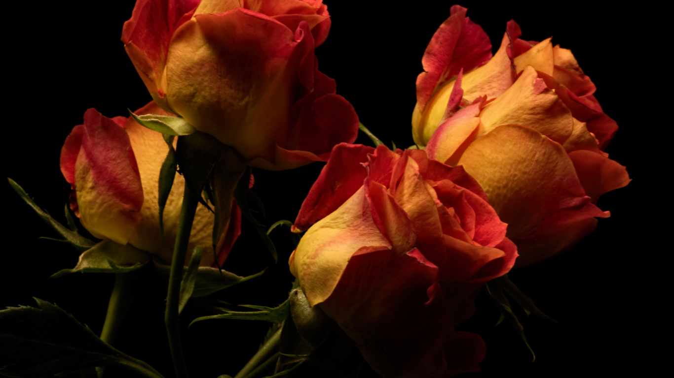 Букет оранжевых с красным роз на черном фоне