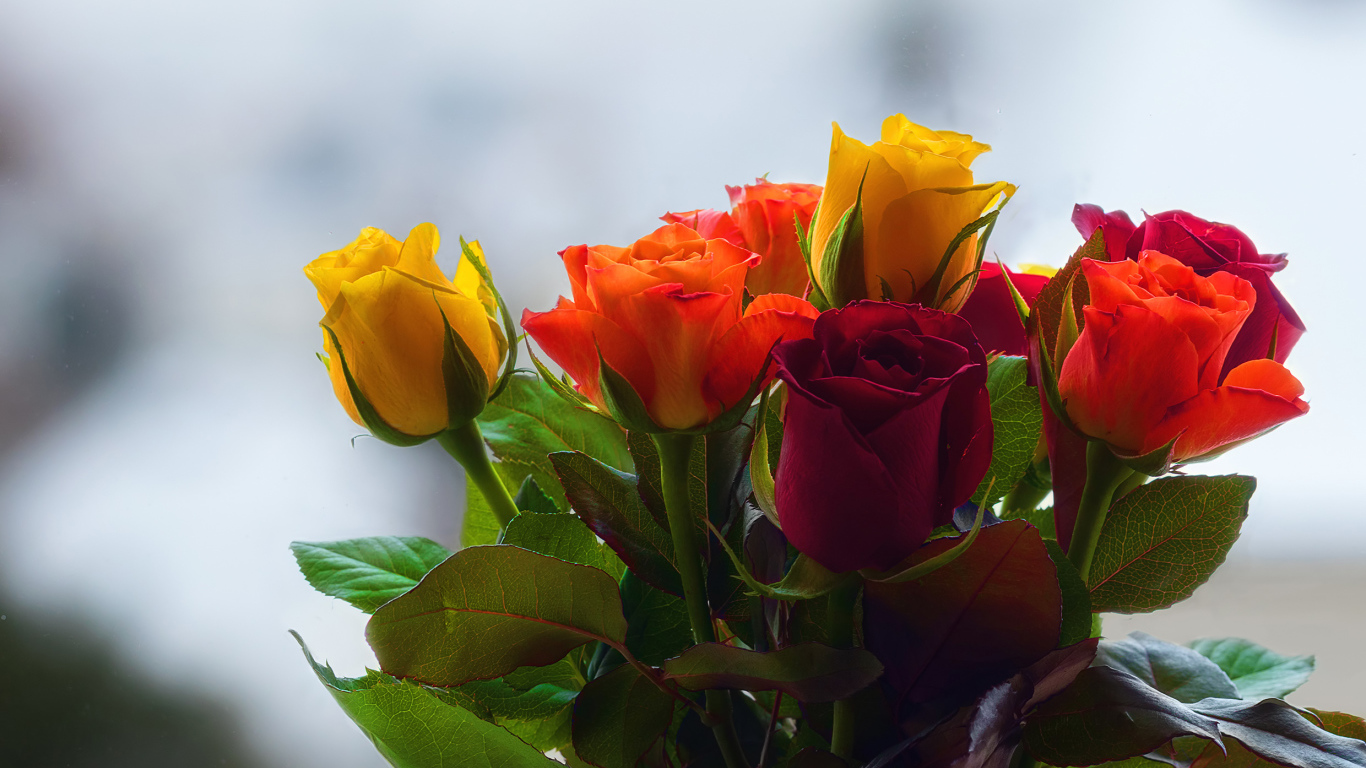 Букет колючих разноцветных роз 