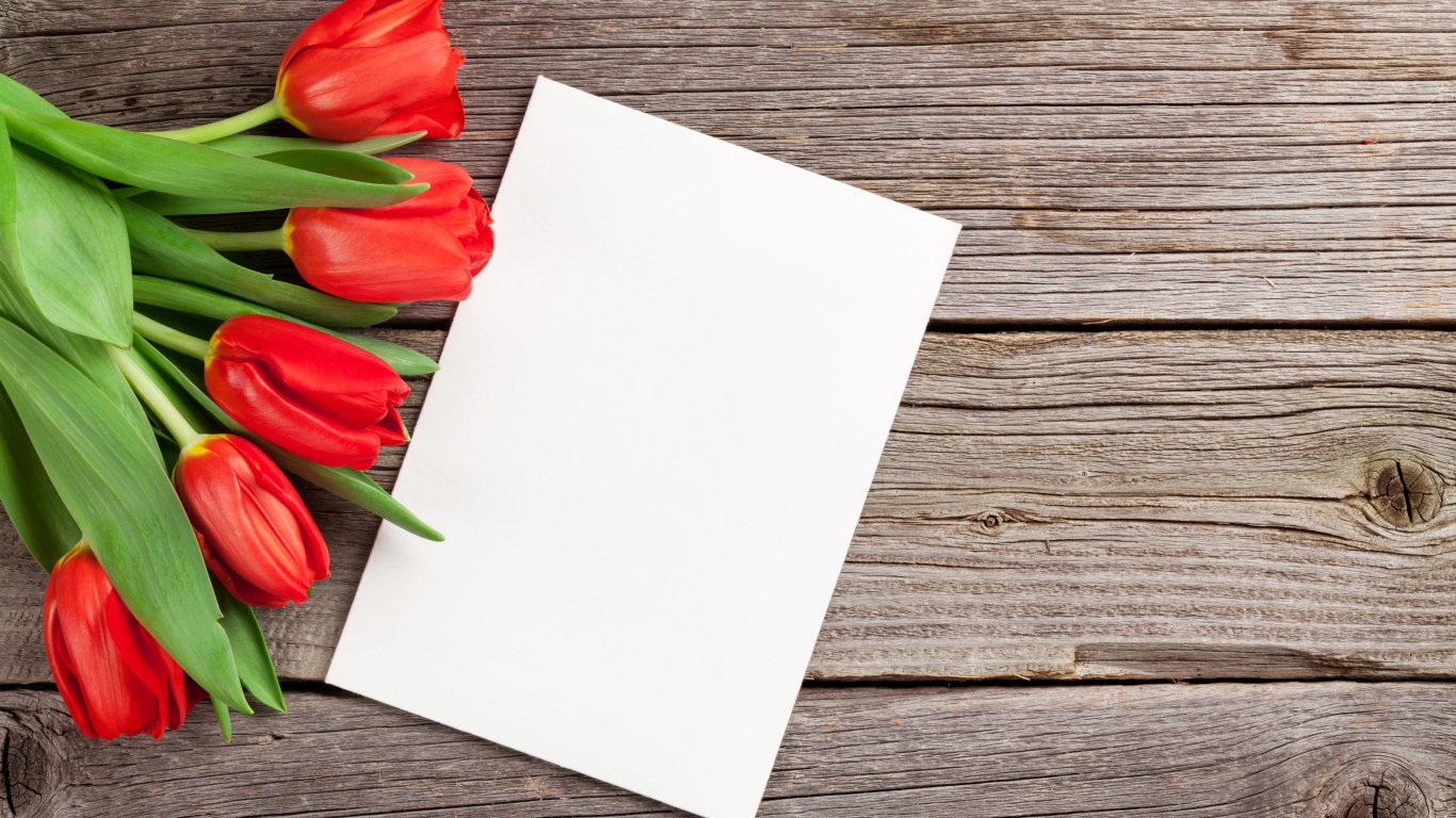 Букет красных тюльпанов с белым листом шаблон для открытки