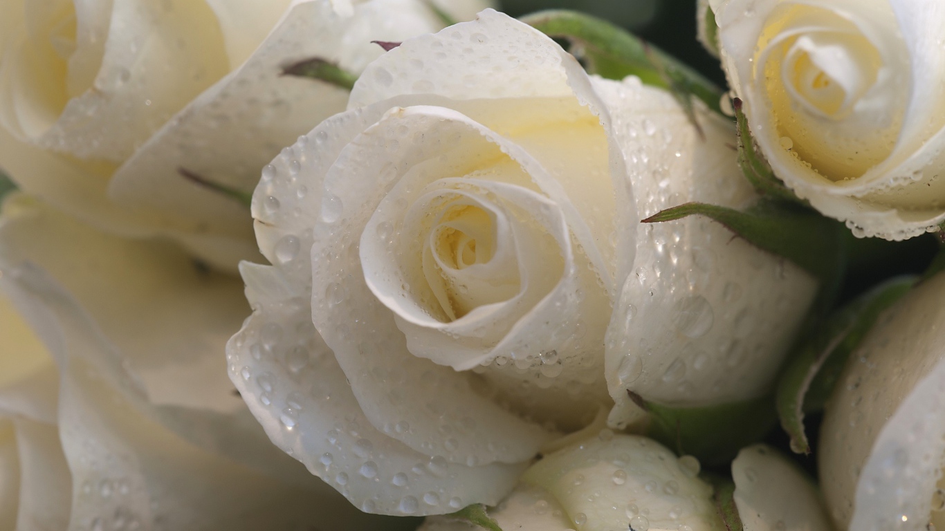 Букет белых роз в каплях росы 
