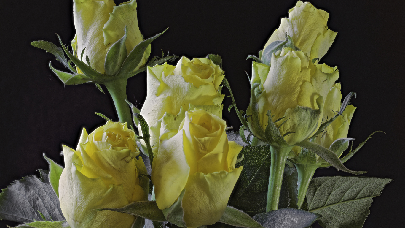 Бутоны желтой розы на черном фоне крупным планом