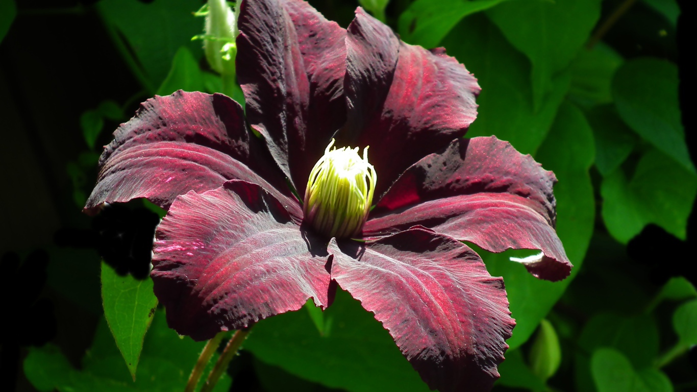 Бордовый цветок клематиса крупным планом