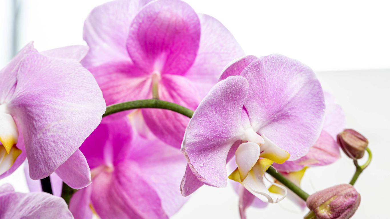 Нежная розовая хризантема с бутонами на белом фоне 