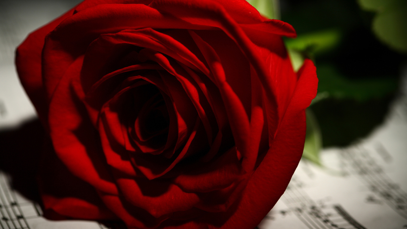 Нежная красная роза лежит на нотах 