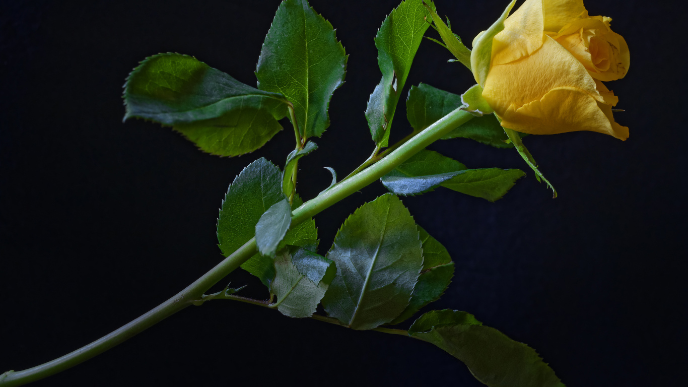 Нежная желтая роза с зелеными листьями на черном фоне