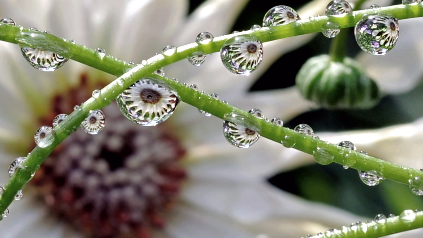 Капли на зеленых стеблях цветка