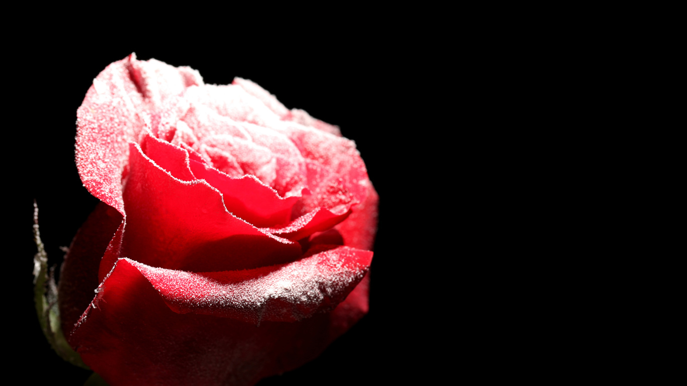 Покрытая инеем красная роза на черном фоне