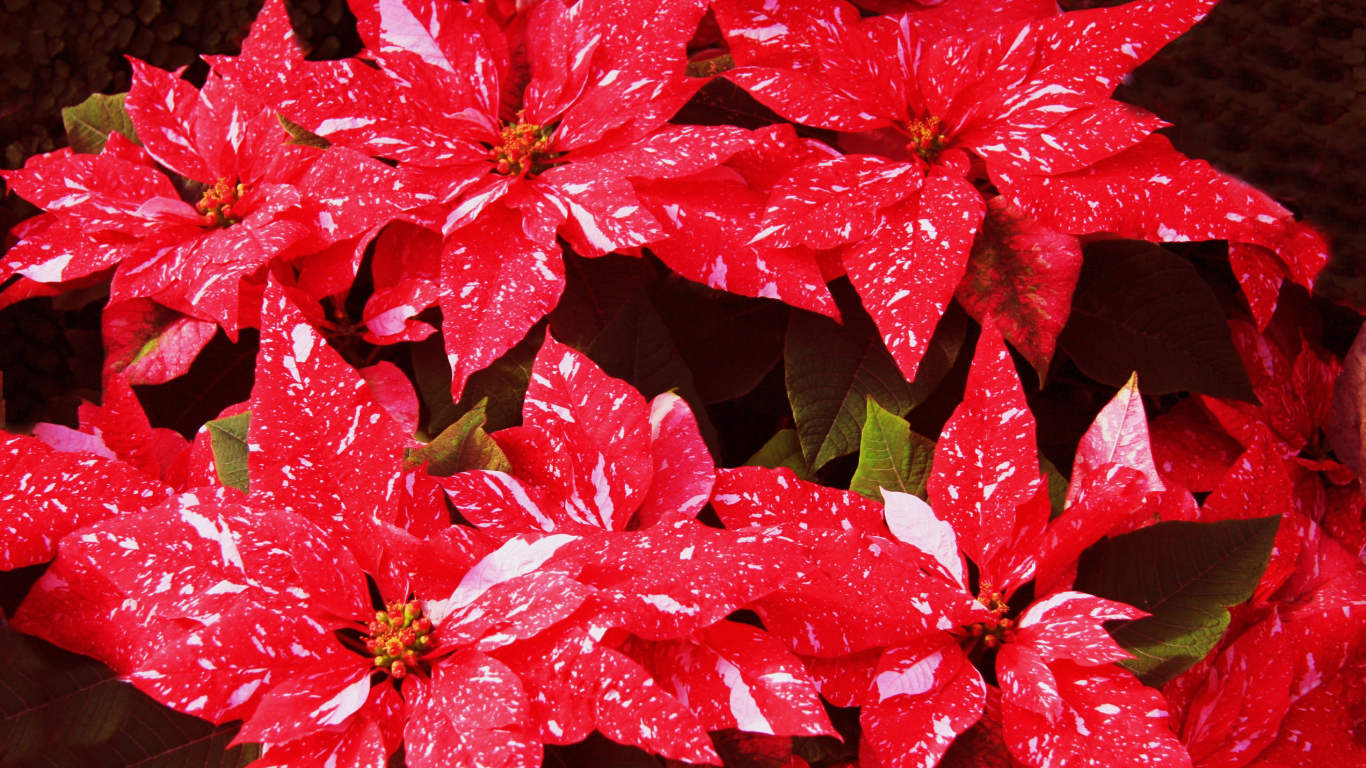 Комнатное растение молочай с красными листьями