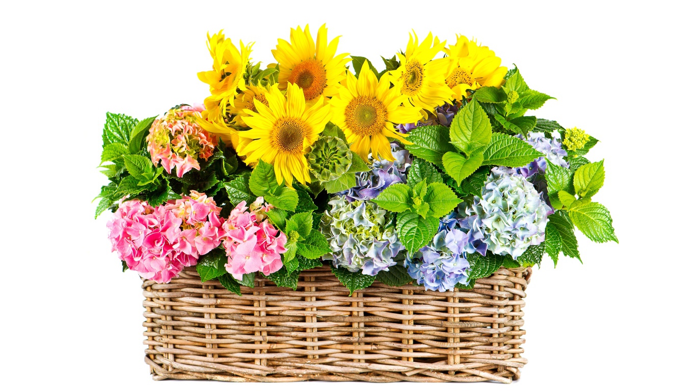 Гортензии с подсолнухами в плетеной корзине на белом фоне