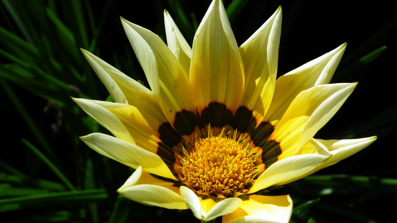 Крупная желтая газания на клумбе