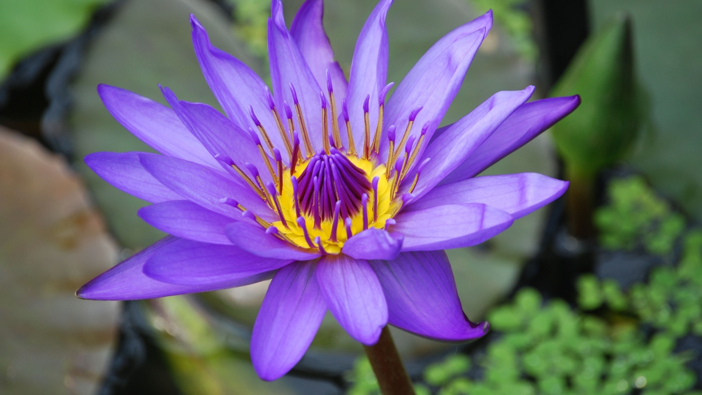 Сиреневый красивый цветок лотоса в воде