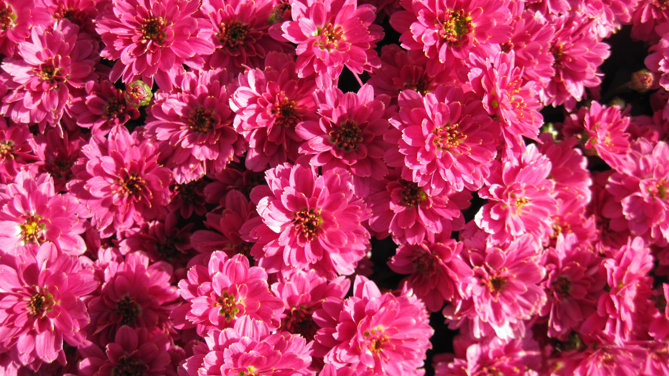 Много красивых нежных розовых хризантем крупным планом