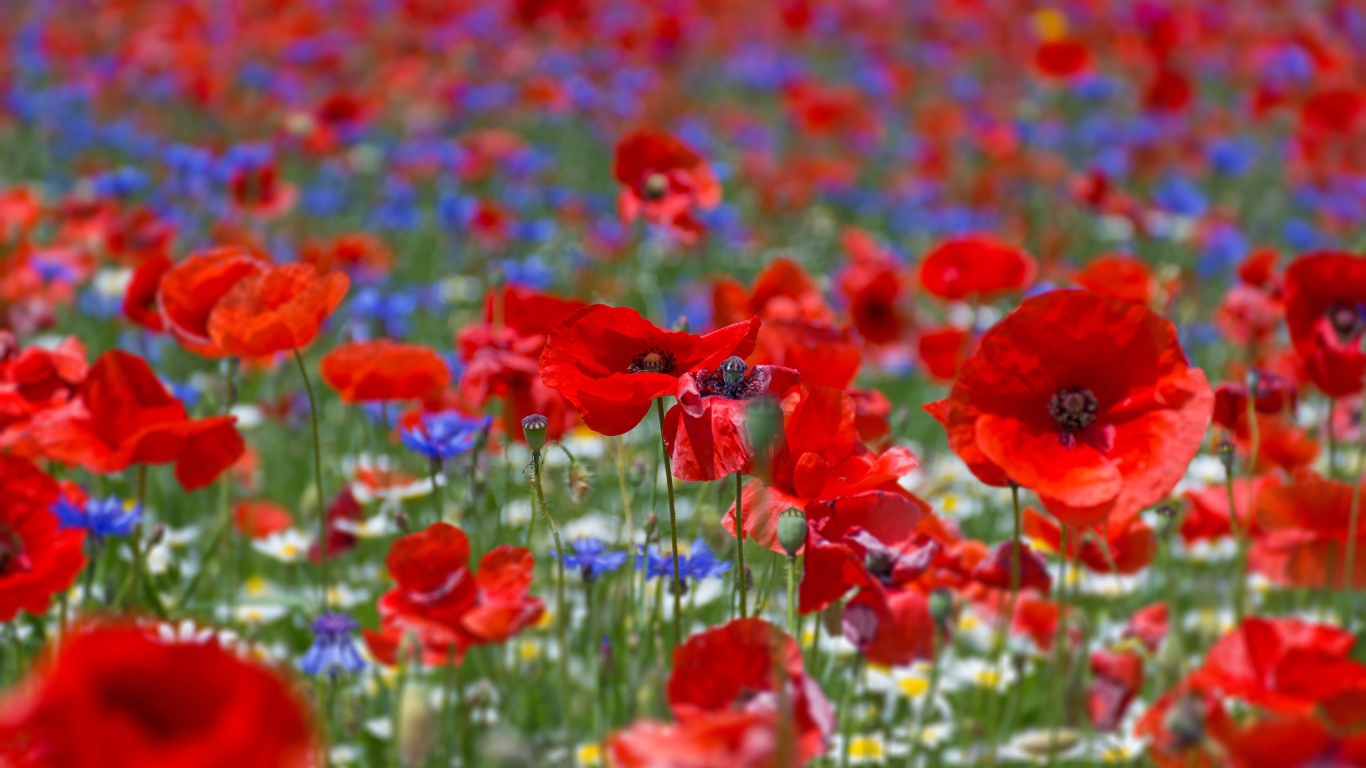 Много красных маков на поле летом