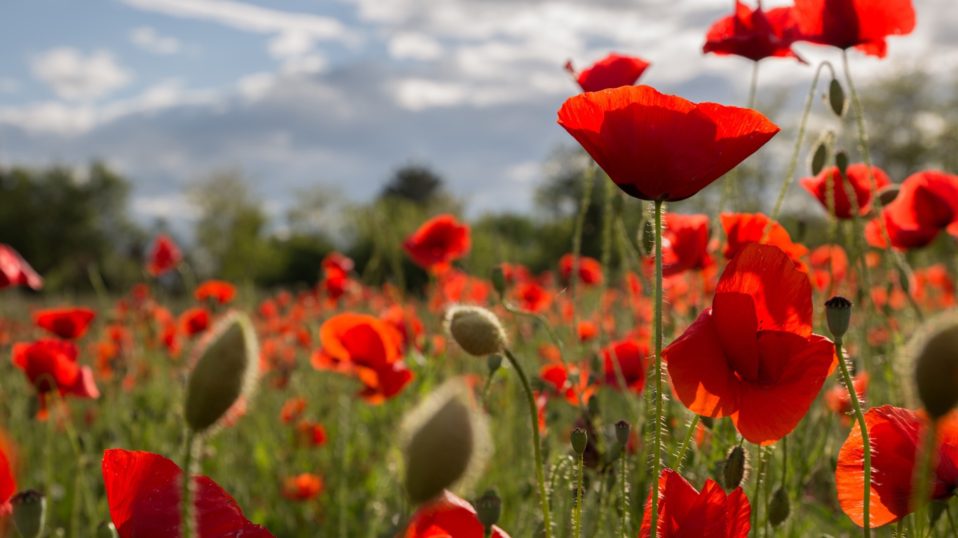 Много красных маков на поле с бутонами