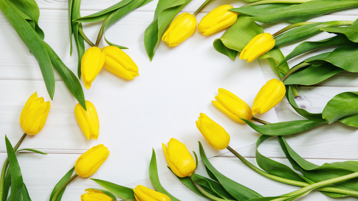 Много желтых тюльпанов с зелеными листьями на сером столе