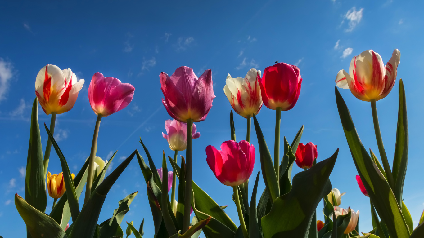 Разноцветные тюльпаны в лучах солнца под голубым небом