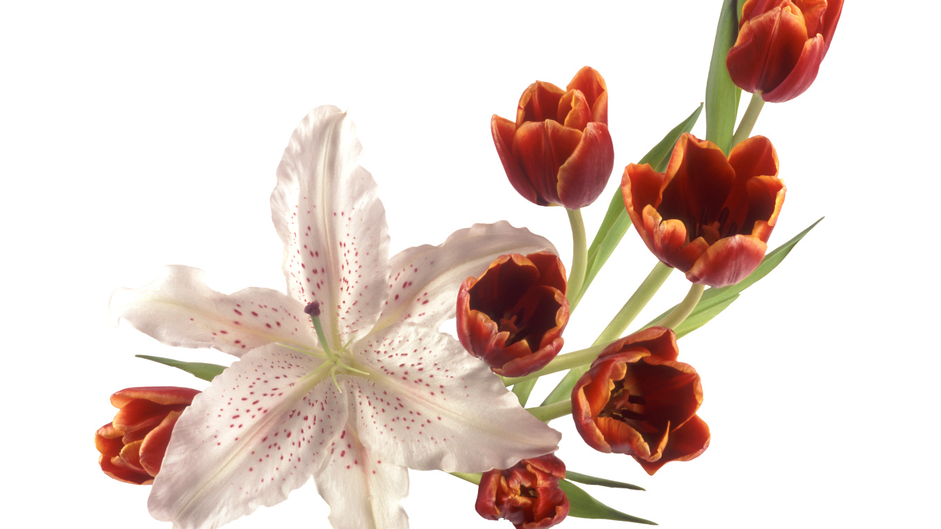 Оранжевые тюльпаны с лилией на белом фоне