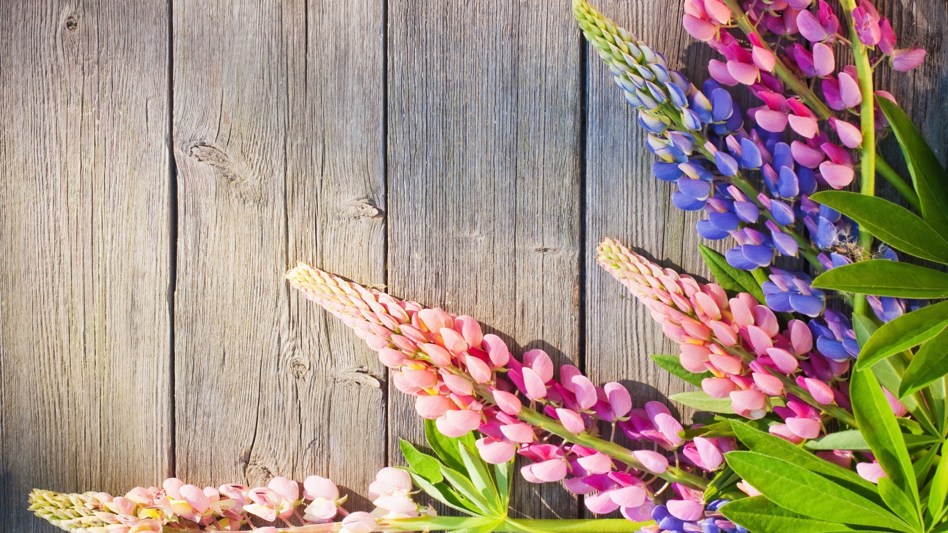 Розовые и синие люпины на деревянном фоне