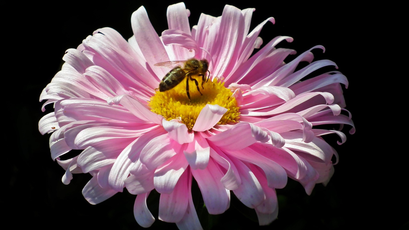 Розовая астра с пчелой на черном фоне