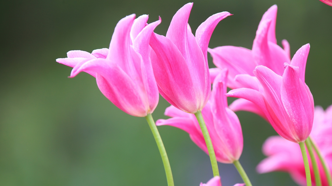 Розовые красивые весенние тюльпаны 