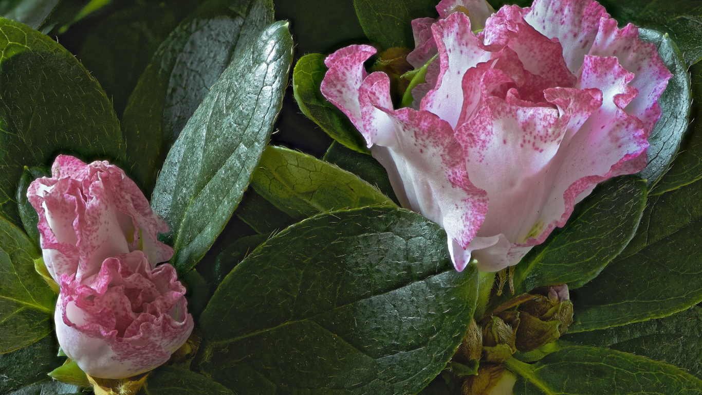 Розовые цветы рододендрон в зеленых листьях 