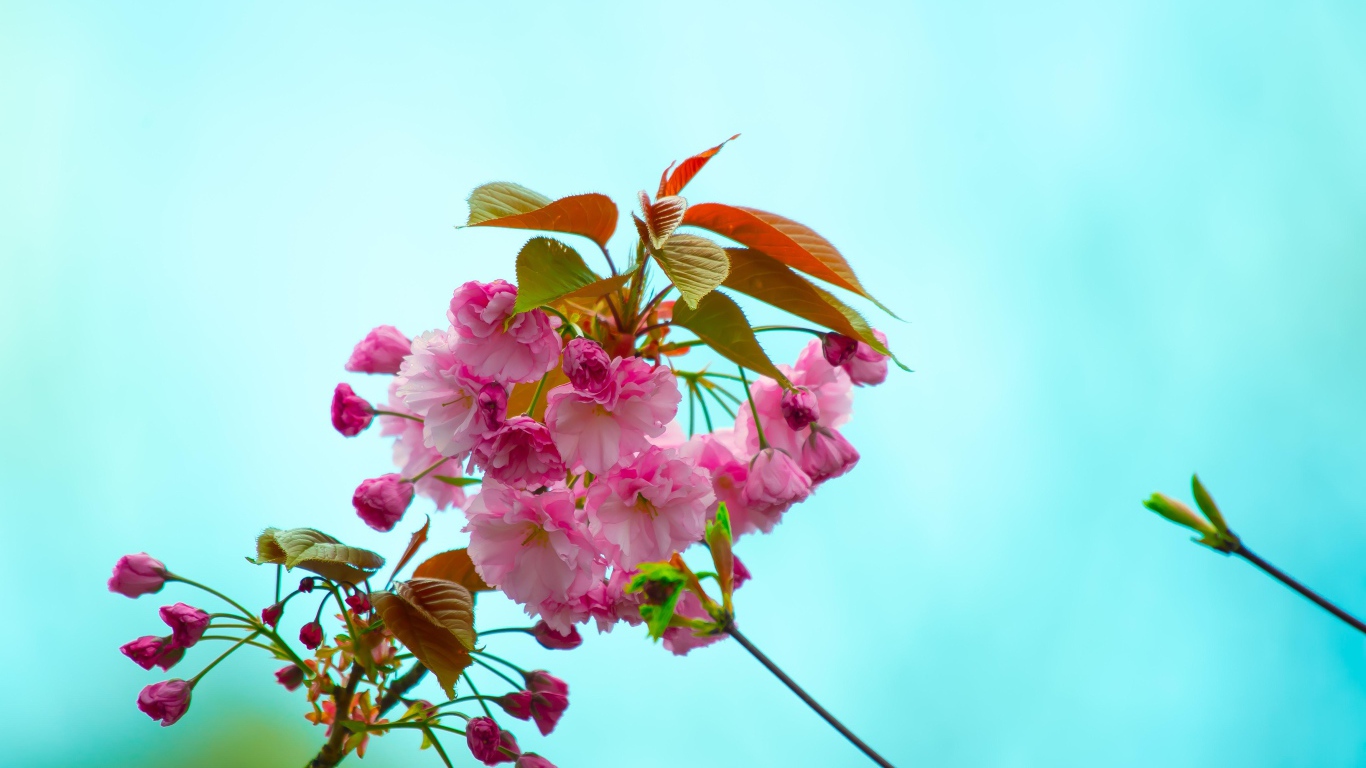 Розовые цветы с зелеными листьями на ветке на голубом фоне