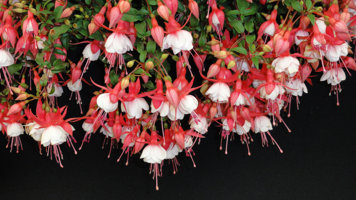 Розовые цветы фуксия на черном фоне