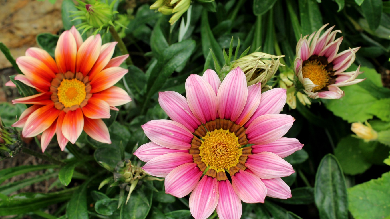 Розовые цветы газания с бутонами на клумбе