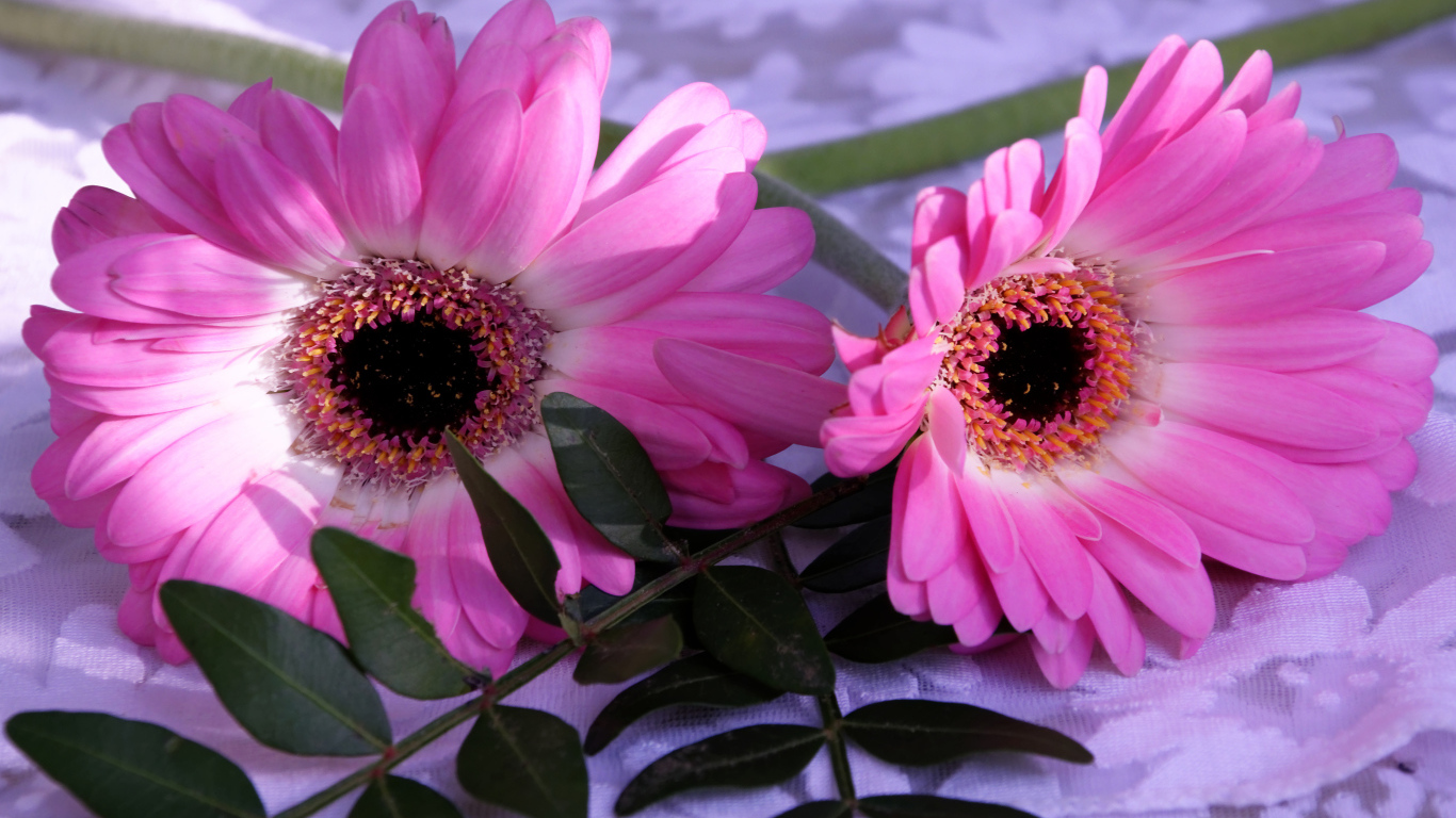 Розовые герберы с зелеными листьями 