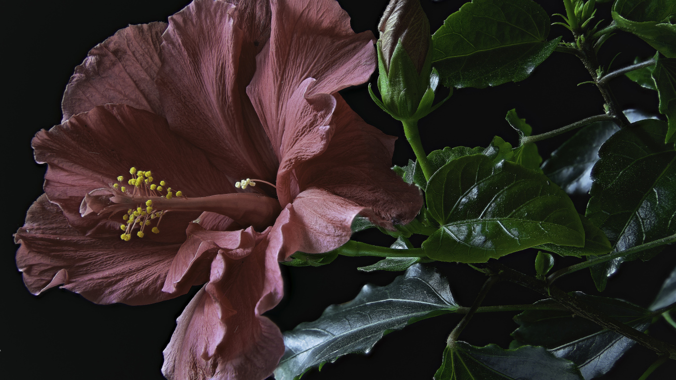 Розовый цветок гибискуса с бутоном и зелеными листьями на черном фоне