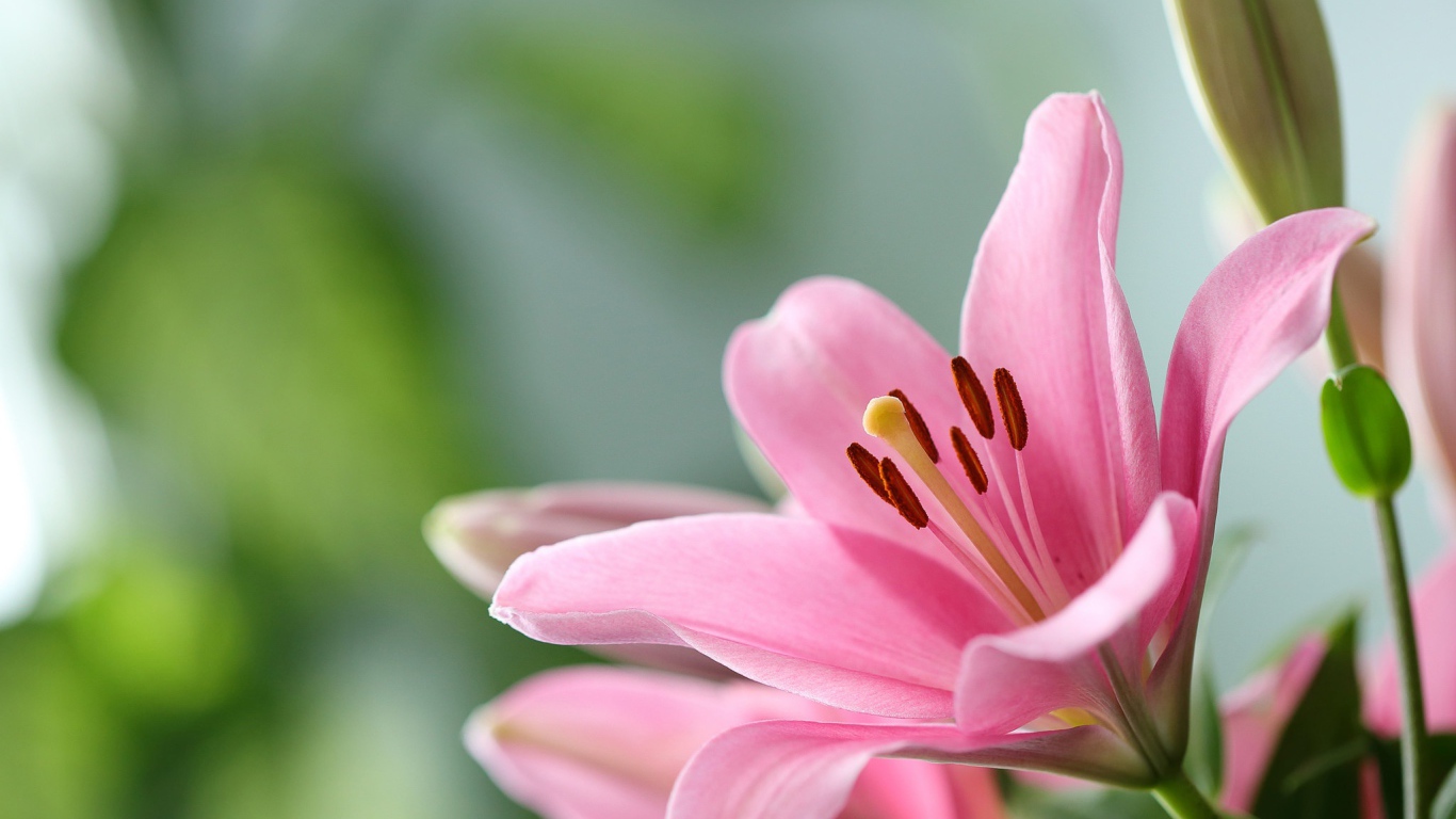 Розовая лилия с бутоном крупным планом