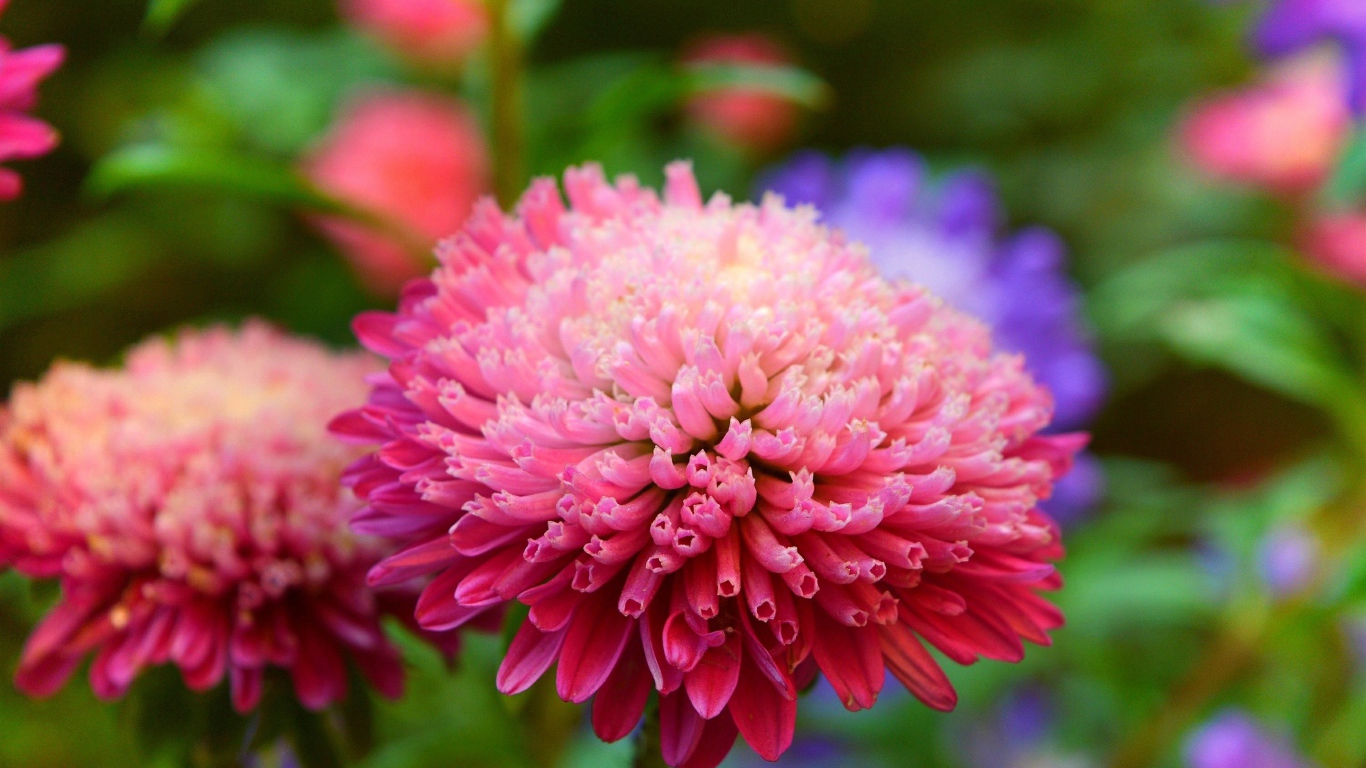 Розовый пышный цветок астры крупным планом