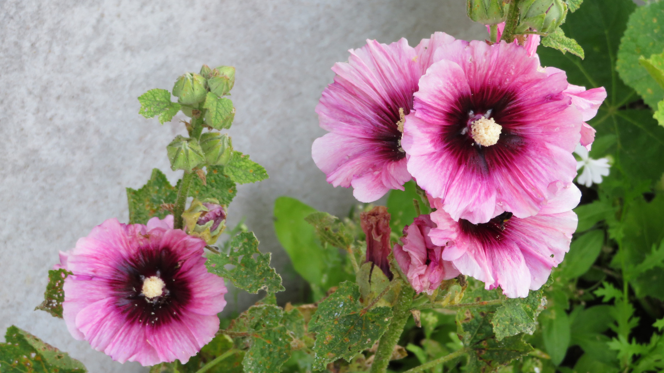 Розовые цветы мальва у стены