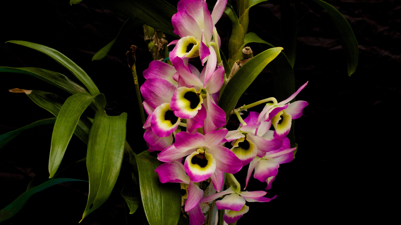 Розовые цветы орхидеи с зелеными листьями на черном фоне