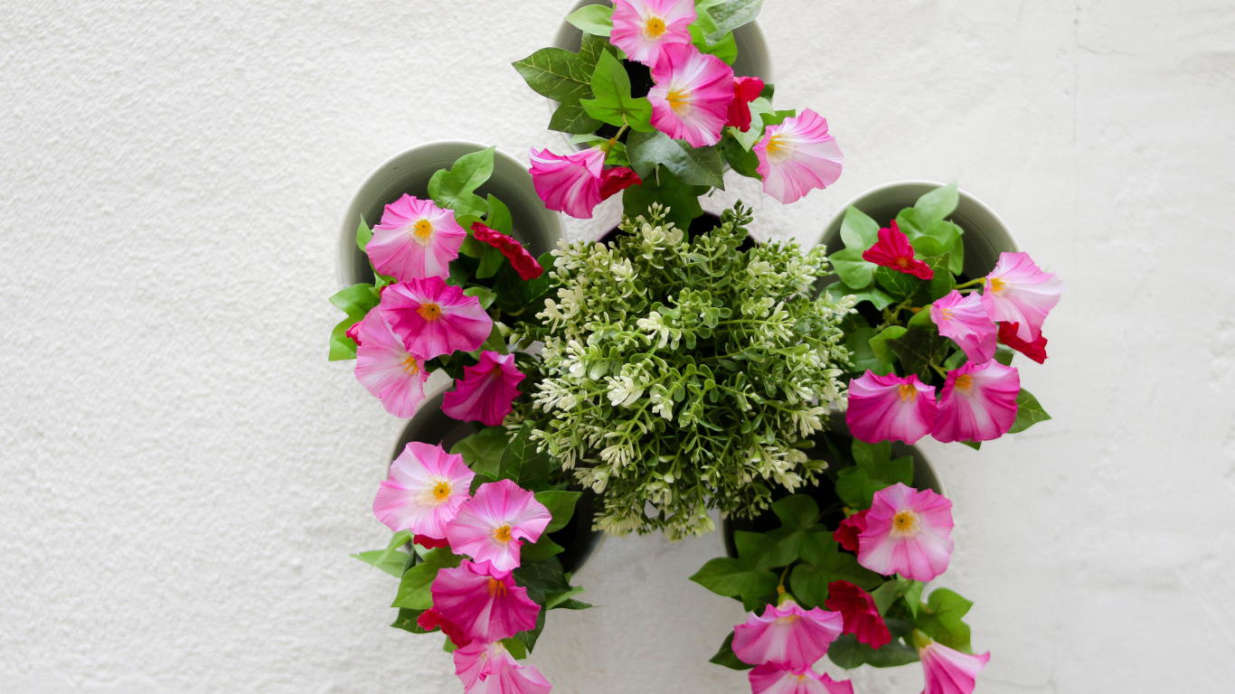 Розовые цветы петунии на сером фоне