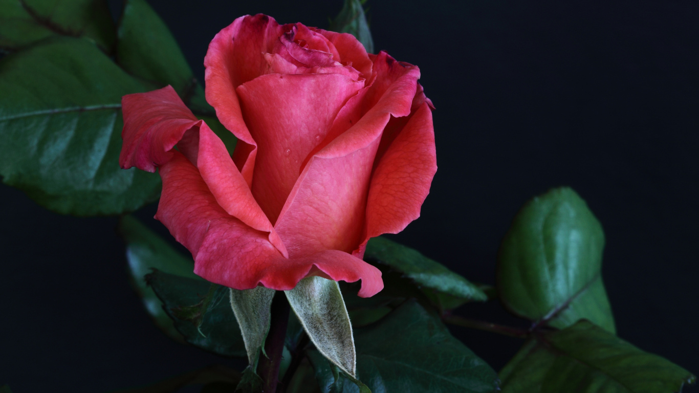 Розовая роза с крупными зелеными листьями на сером фоне