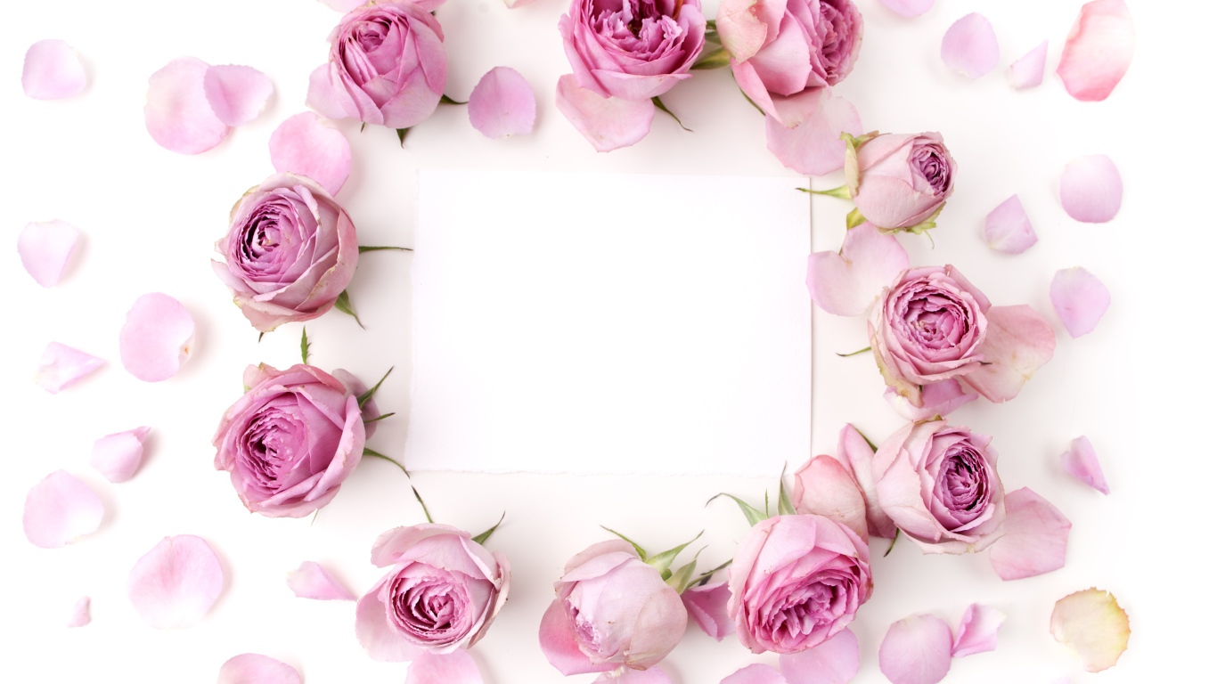 Розовые розы с лепестками на белом фоне с листом бумаги 