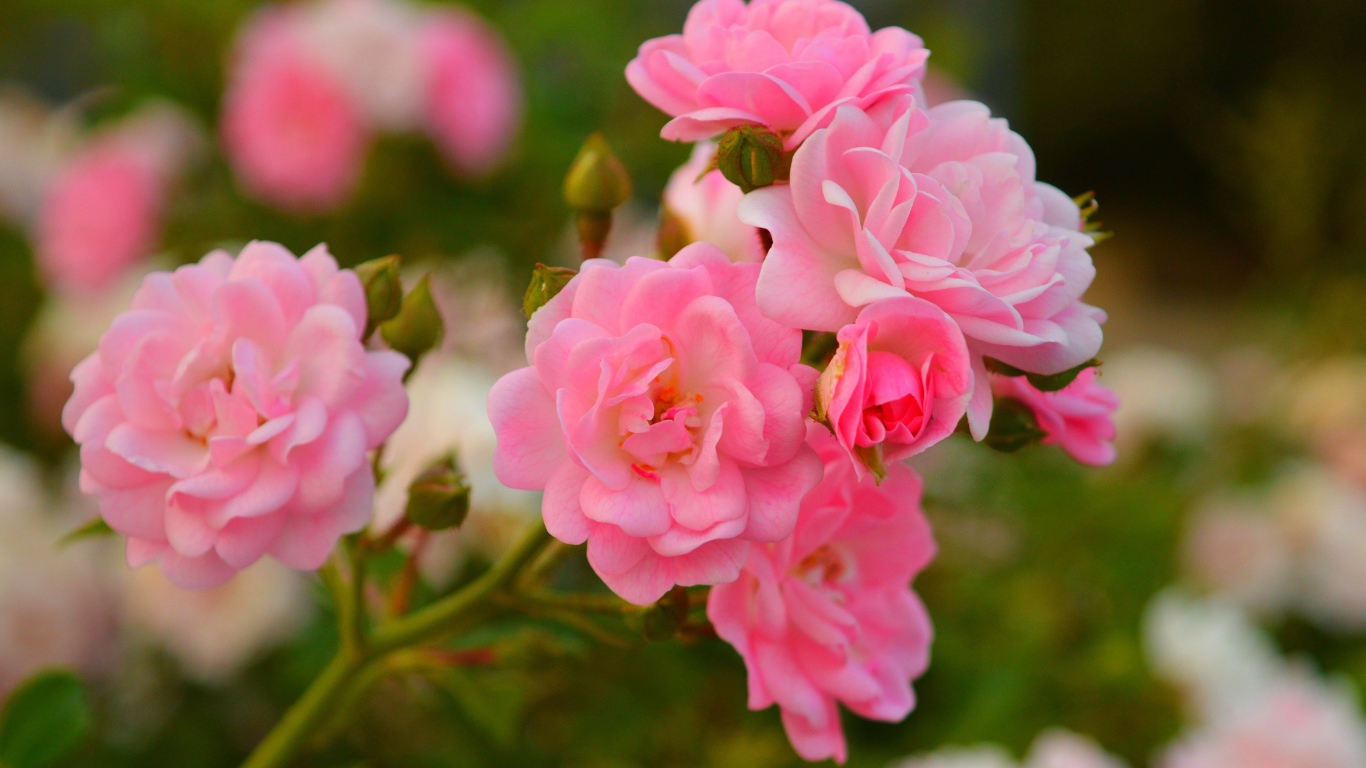 Розовые мелкие розы с бутонами на клумбе