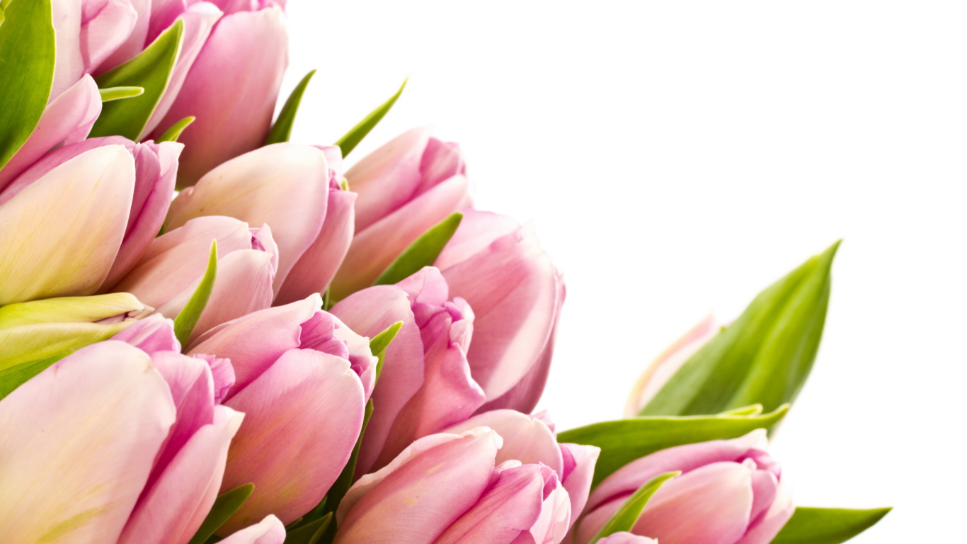 Розовые тюльпаны с зелеными листьями на белом фоне 