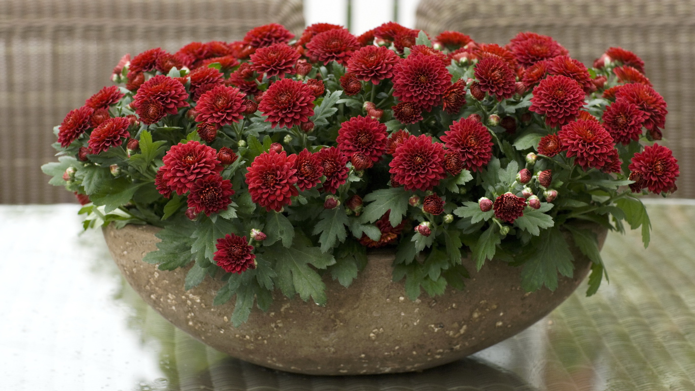 Красные красивые цветы хризантемы на клумбе