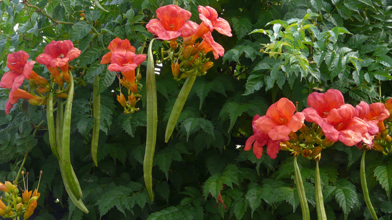 Красные цветы кампсис на кусте с зелеными листьями