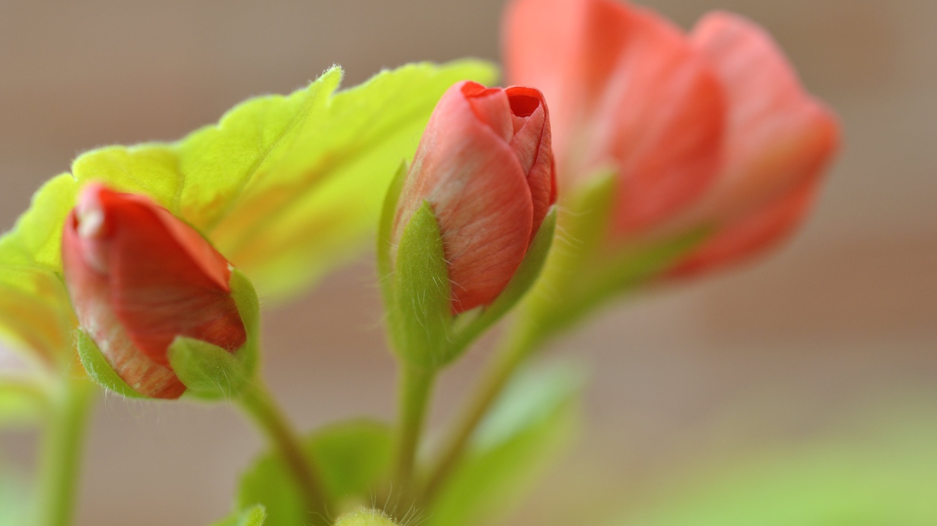 Красный цветок герани распускается крупным планом