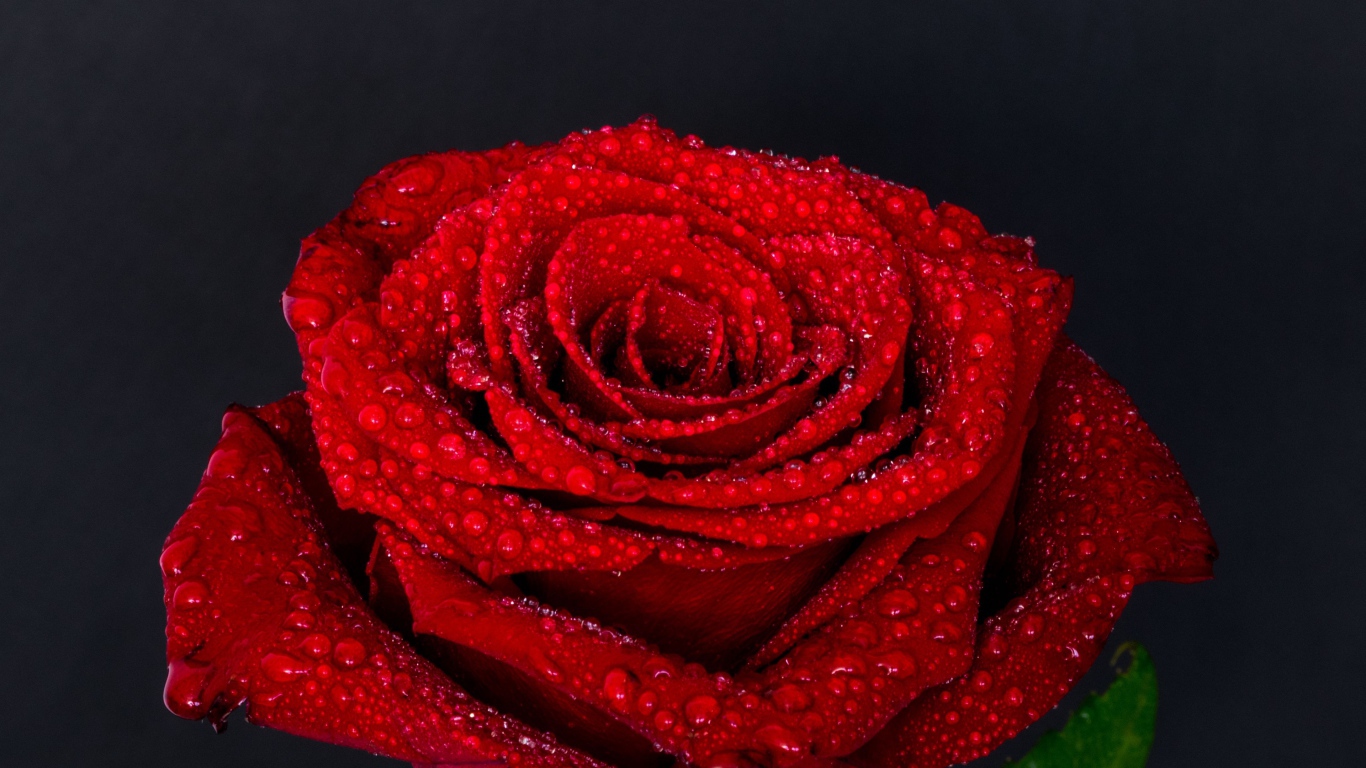 Цветок красной розы в каплях воды на сером фоне