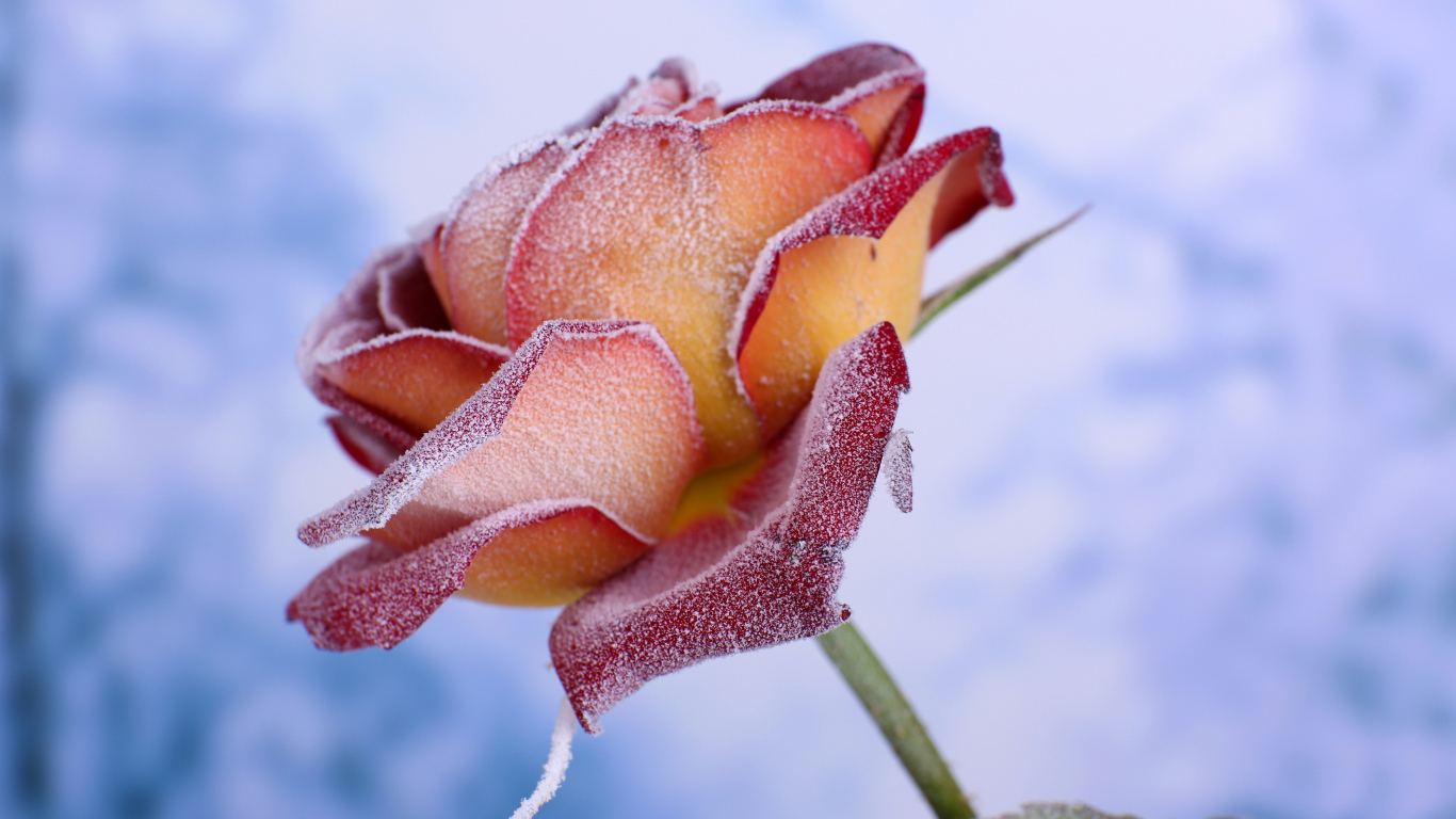 Лепестки красной розы покрыты инеем 