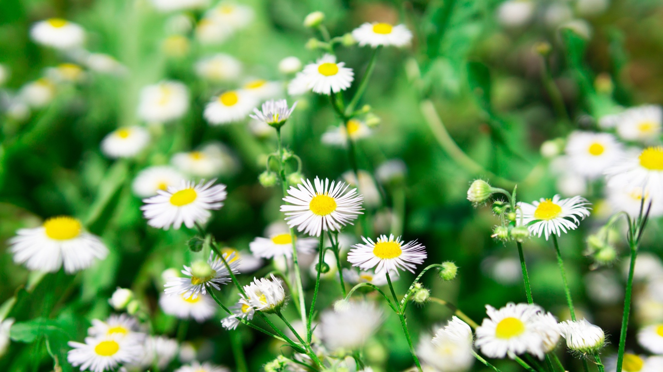 Мелкие белые ромашки крупным планом