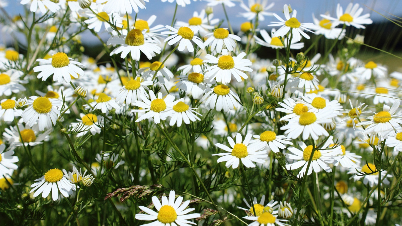 Нежные белые полевые ромашки крупным планом